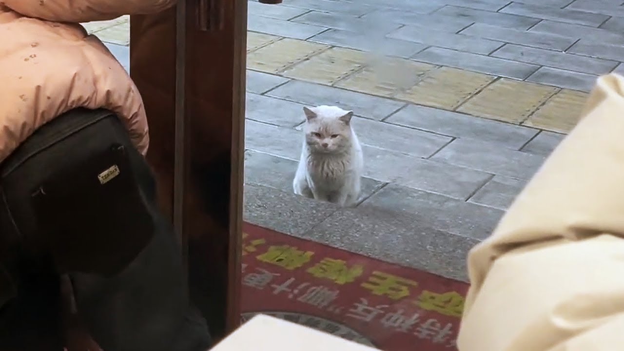 Тот самый кот, которого прогнали, я вернулась за тобой!