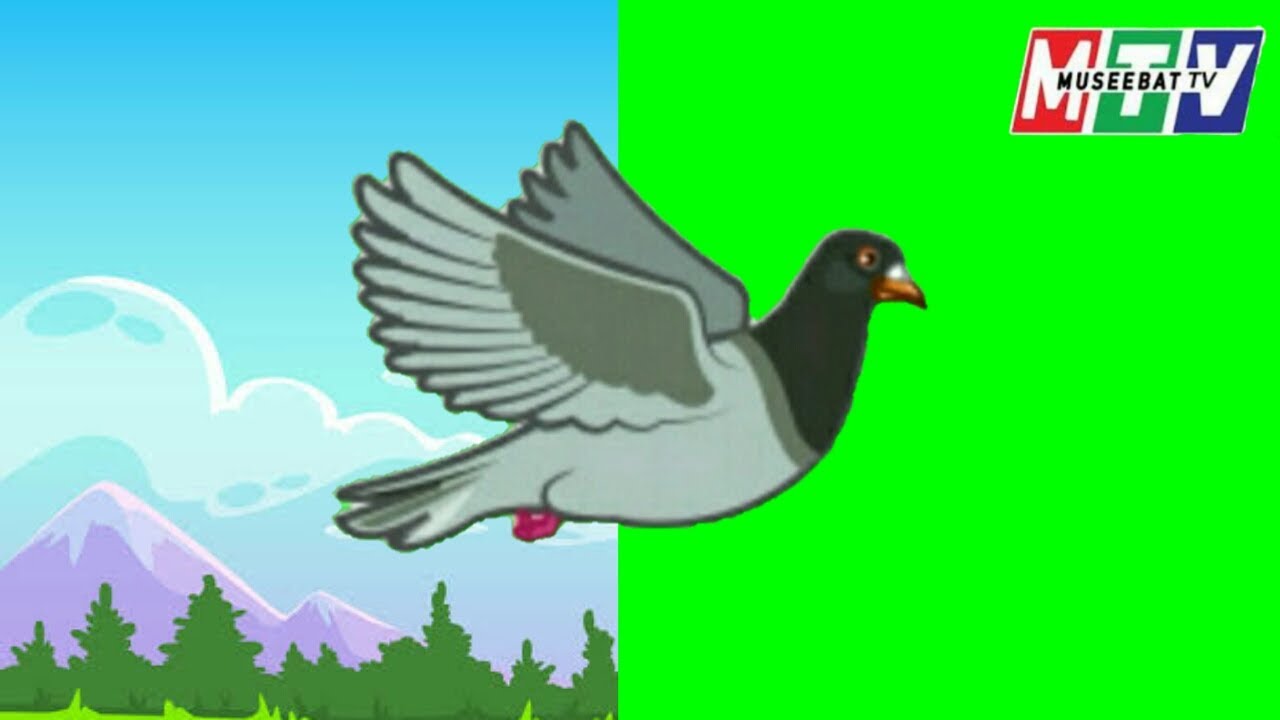 Pigeon Cartoon Green Screen Video Free Use and Download | Kabutar Green Screen