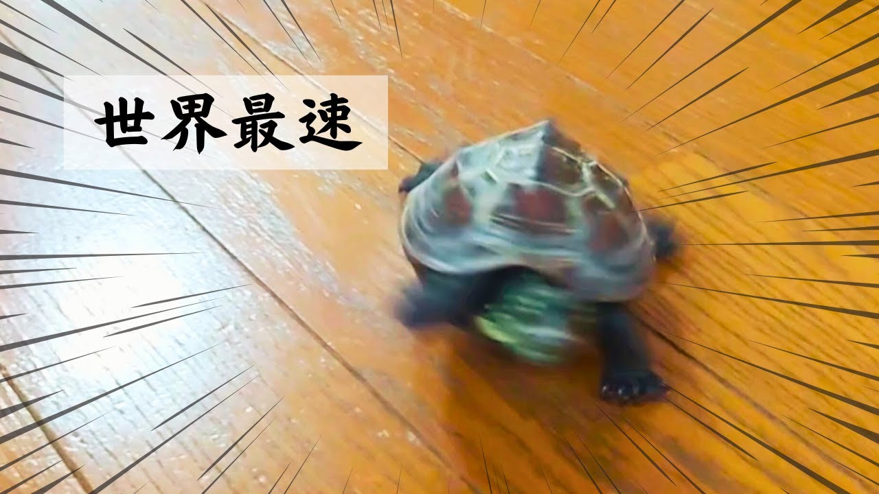 爆笑】スケボー亀がひたすら走る理由【Why does a skateboarding