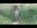 leopard at the Yala national park !