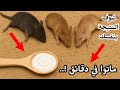 وداع ا للفئران للأبد خلطة مجربة هتقضي عليهم من أول استخدام وداعا للفئران بلا سموم 