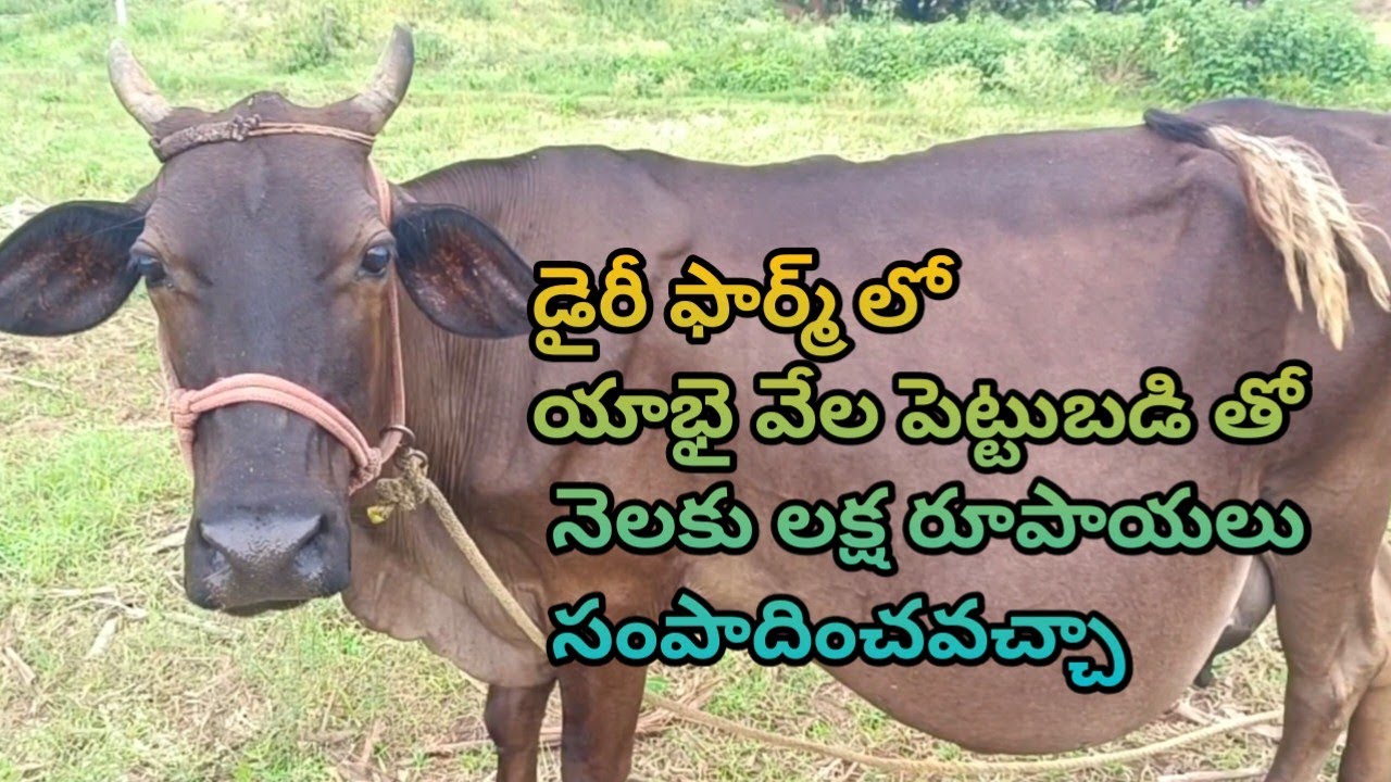 యాభై వేల పెట్టుబడి తో నెలకు లక్ష రూపాయలు సంపాదించవచ్చా || dairy farm || #chirayudairyfarm