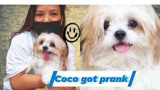 How do I make my dog silly prank 😜#dog #music #doglover #prank #love