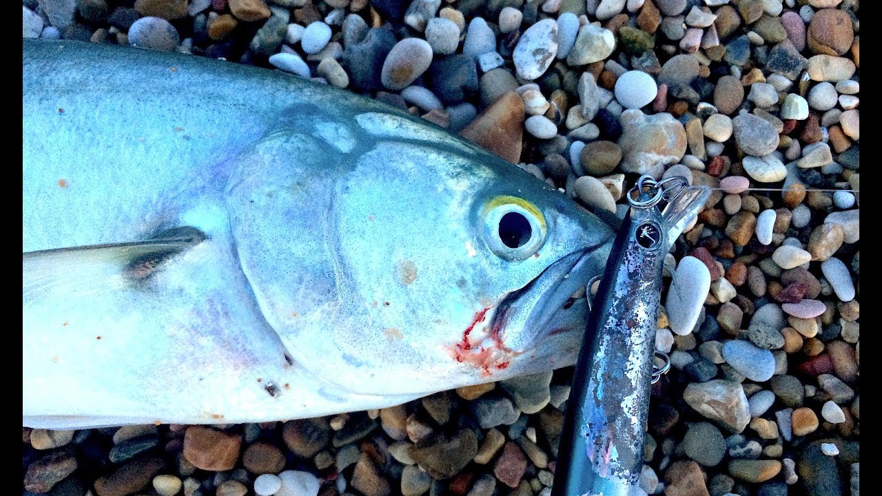 FINALMENTE! Pesce Serra a SPINNING da Riva (e NON SOLO!) - Attacco in DIRETTA