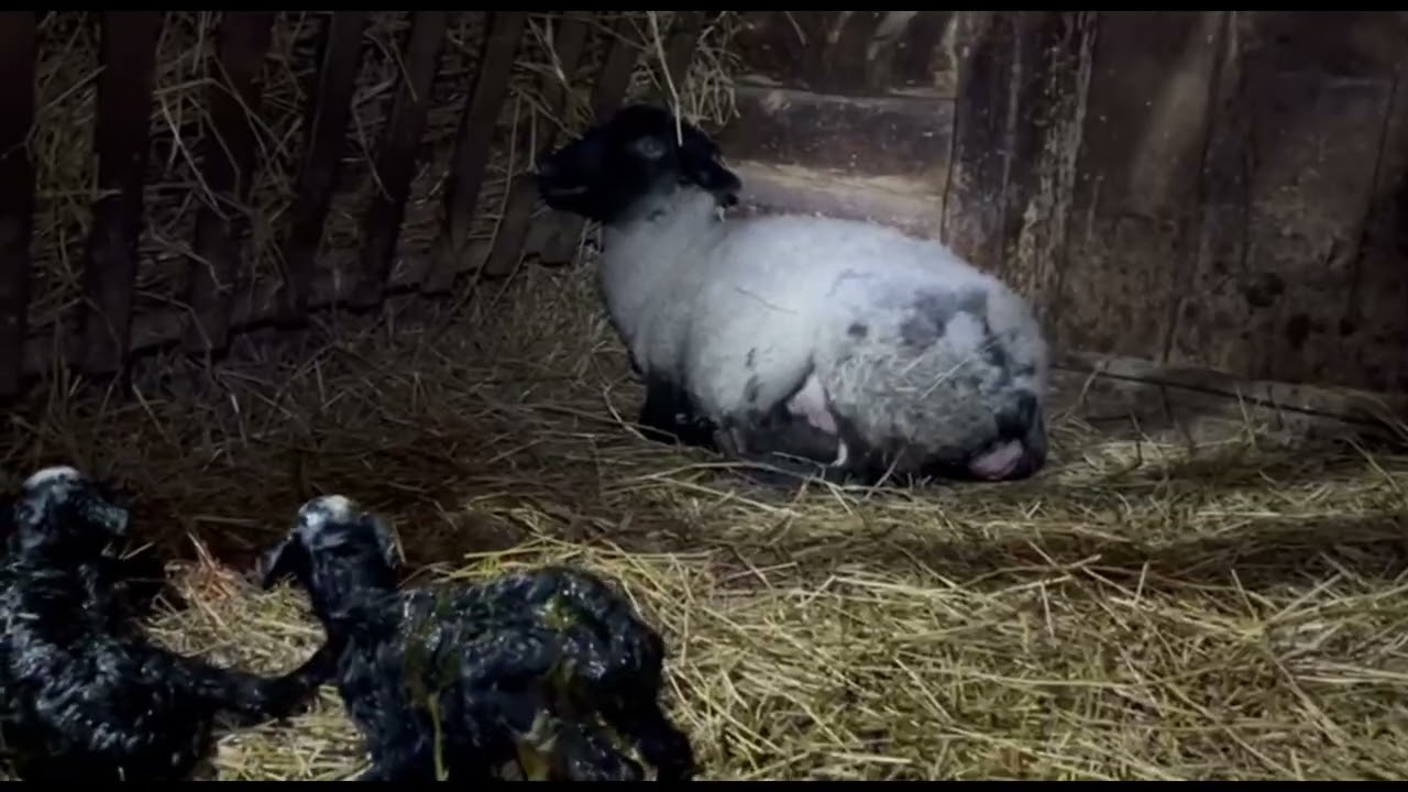 Помогаю с родами. Овца отказалась от ягнят