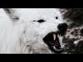 Wolf Bark / Growl Sound Effects ( Dog Fight )