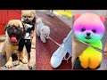 Tik Tok Chó Phốc Sóc Mini 😍 Funny and Cute Pomeranian #108