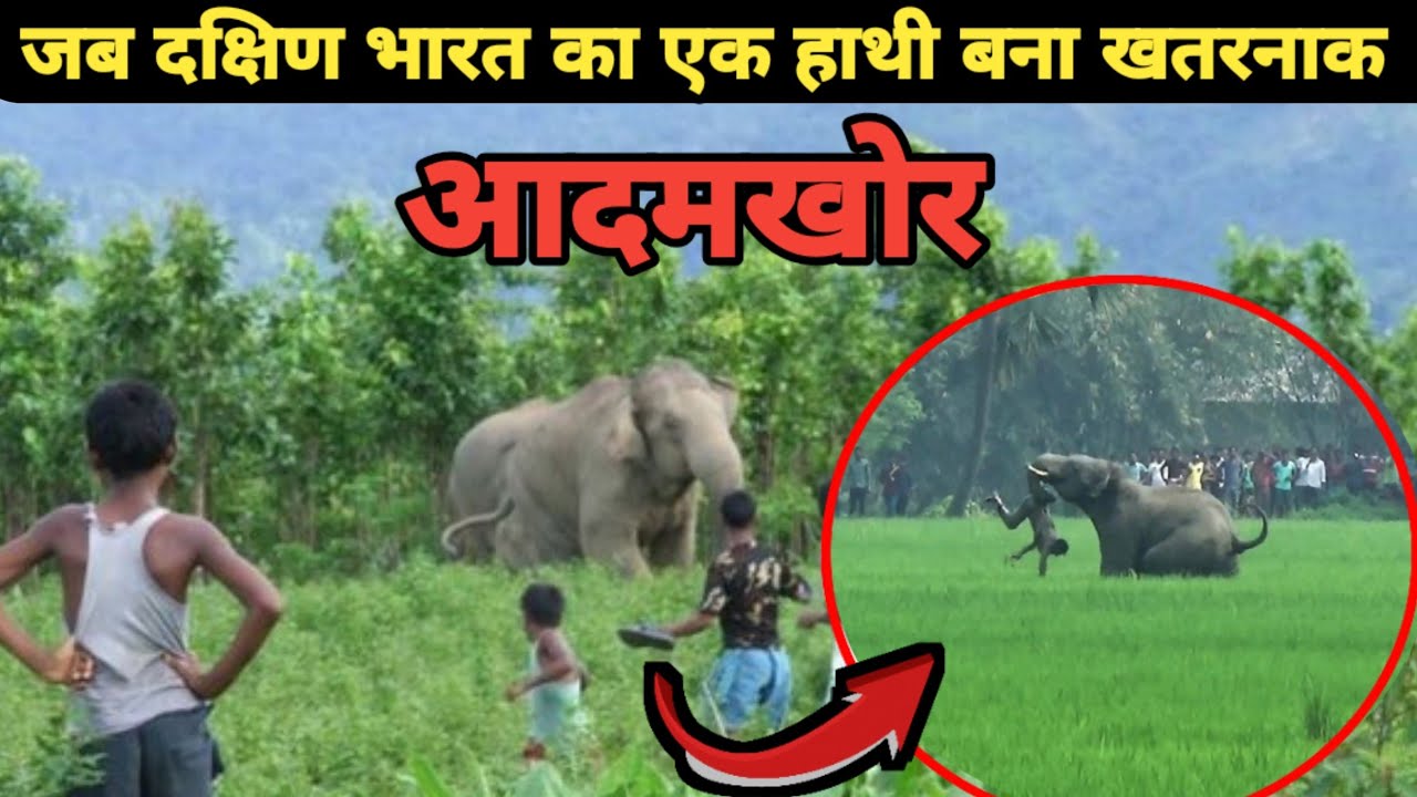 Peer Bux - एक हाथी के खतरनाक आदमखोर बनने की कहानी जिसने पूरी दुनिया को हिला डाला। Facts Phylum।