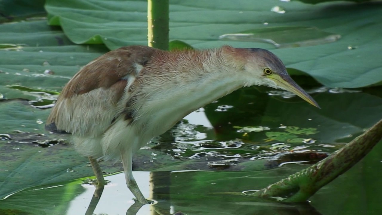 ヨシゴイ（2）採食（瓢湖） - Chinese little bittern / Yellow bittern - Wild Bird