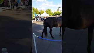 Выставка лошадей, Парк Дружба, Москва, июль 2023