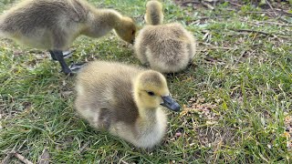 Geese Family Have Seeds On Grass &amp; Chill, Very Hissy Parents! 18 May, 2026. 