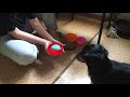 Черная гасконская собака - кладем один предмет в другой
