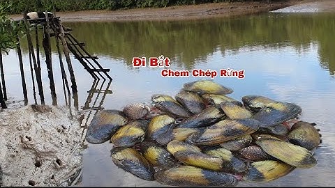 Trải nghiệm đi bắt chem chép rừng, thuốc cá, bắt cua biển, xổ vuông tôm, bắt con đẻn, ba khía Cà Mau