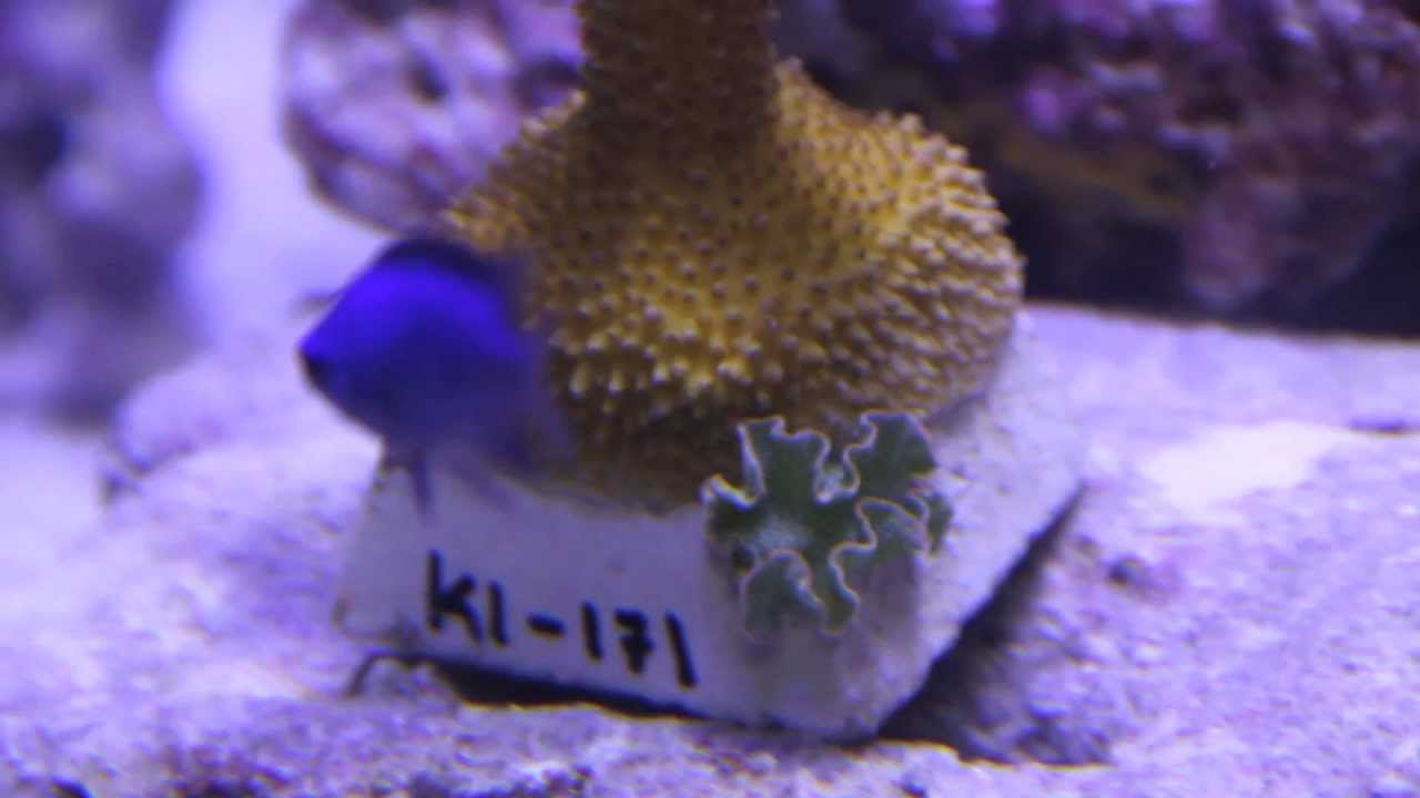 Hair Algae and Lettuce Nudibranchs YouTube