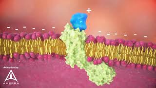 A28 Therapeutics - AT-101 cancer therapy MoA - 3d animation