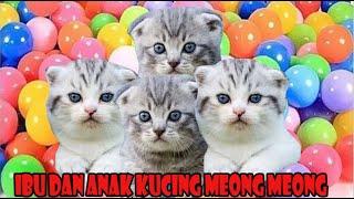 anak kucing meong meong (kucing bermain mainan bocil) part 19 by si meong meong kucing lucu 2,514 views 12 days ago 3 minutes, 3 seconds