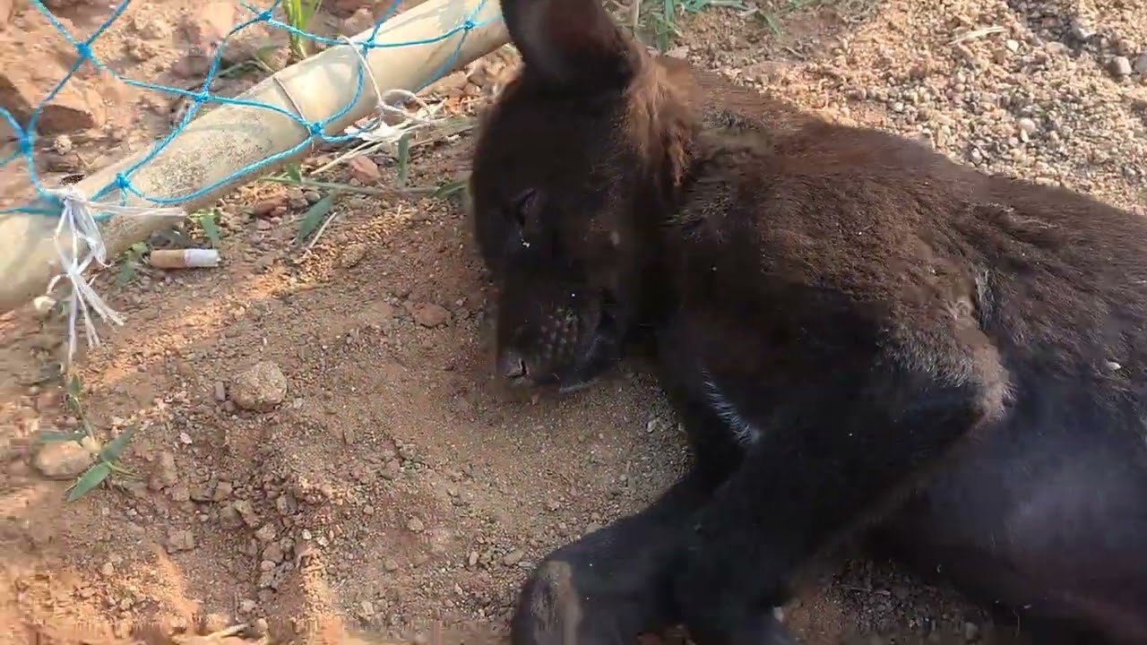 Cute puppies and cute dog at our house #petlover #doglover #cuteanimal 