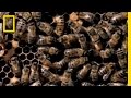 Killer bees  national geographic