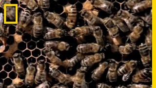 Killer Bees! | National Geographic