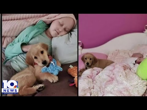 Video: Cuteness yra Etsy-Like rojus šunims ir žmonėms, kurie juos myli
