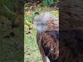 🦅🌳Parque de la Naturaleza de Cabárceno🦅🌳(1)