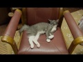 お気に入りの場所で寝る猫 ラパーマ / Cat sleeping at his favorite Sleeping Place