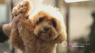 Top 8 Hypoallergenic Small Dogs Top 8 Small Hypoallergenic Dog Breeds