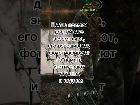 Карпфишинг - безопасная ловля рыбы #заэкологию #чистаястрана #берегитеприроду