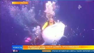 В Индонезии арестовали дайвера, прокатившегося на китовой акуле
