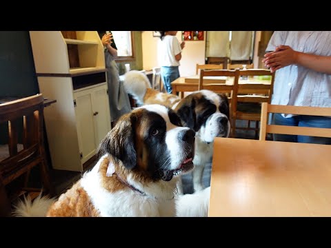 4才の誕生日会】ぽんちゃん4歳になりました！平凡なセントバーナード