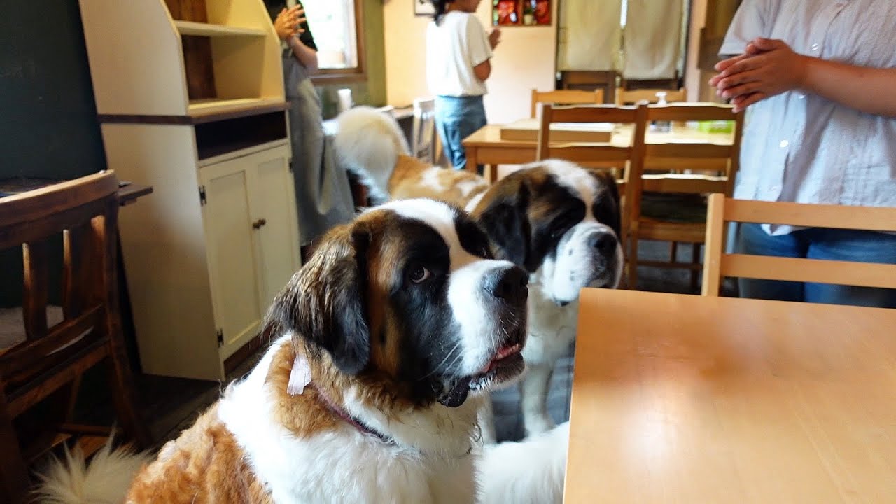 4才の誕生日会】ぽんちゃん4歳になりました！平凡なセントバーナード