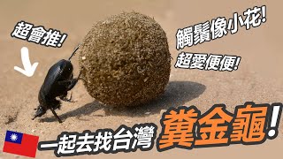 推糞球的金龜就在台灣?!  巧遇水牛, 枯葉蝶!【一起去找糞金龜!】