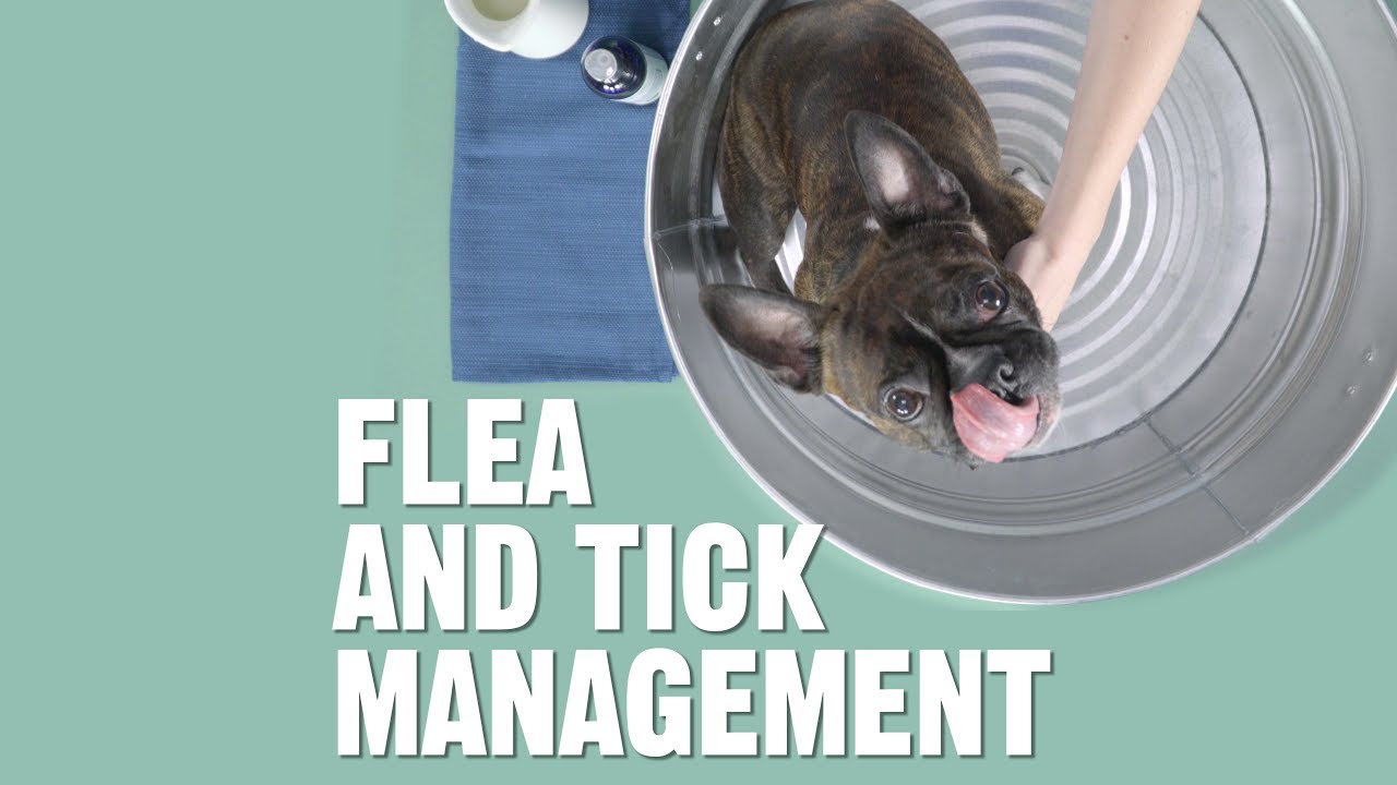 best treatment to get rid of fleas on dogs