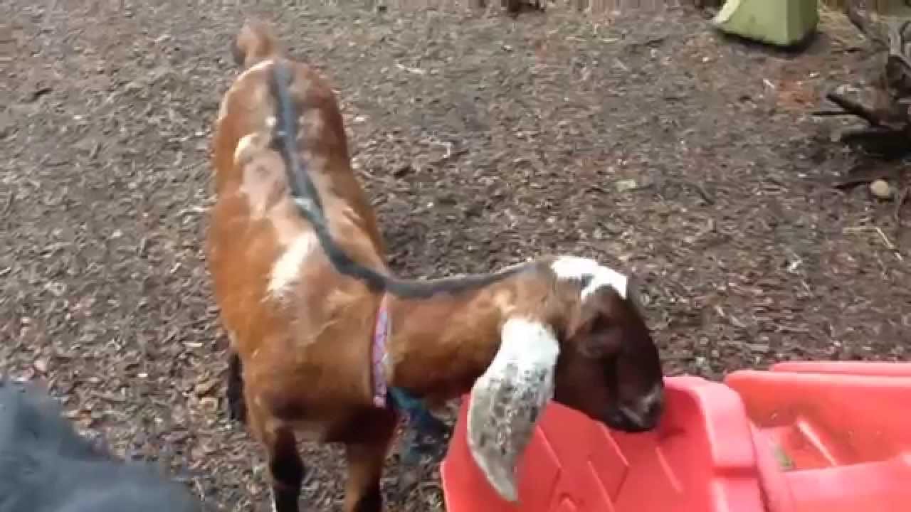 New Male Goat Meets Female Goat. Pets only YouTube