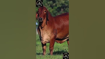 Sapi brahman #cow #sapi #sapigemuk #sapilucu #animals #sapimakan #sapipedaging #farm