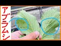 【致死率100％？】”アブラムシ”を倒す安全な農薬のご紹介(*‘∀‘)