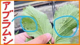 【致死率100％？】”アブラムシ”を倒す安全な農薬のご紹介(*‘∀‘)