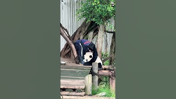 Panda 🐼 Pretty Little Baby #fyp #funny #panda #cute #pandas #pandababy #core #kungfupanda #usa