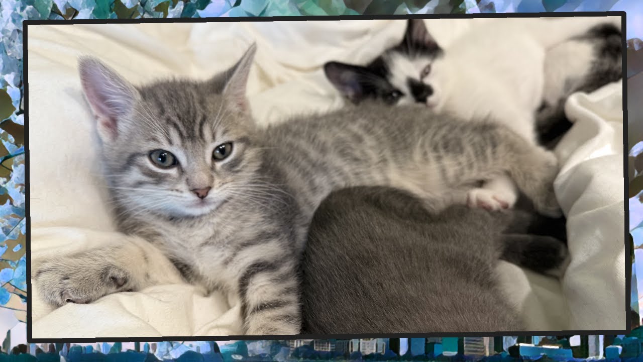 Foster Kitten Livestream (S14, E52) - Mar 1, 2025 - YouTube