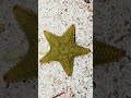 Cushion sea star starfish Playa del Carmen Mexico tropical Caribbean Sea animal life #nature #travel