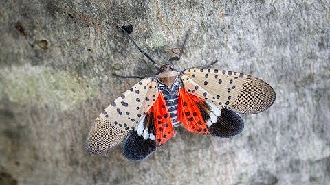 What to do if you spot a Spotted Lanternfly