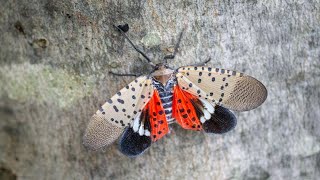 What To Do If You Spot A Spotted Lanternfly