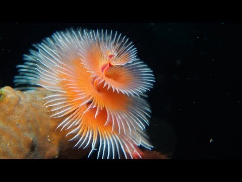 STUNNING: The Christmas Tree Worm | Oceana