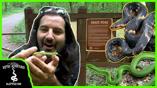 A PET SNAKE THAT DOESN'T EAT RODENTS? (Snake Road, Part 2)