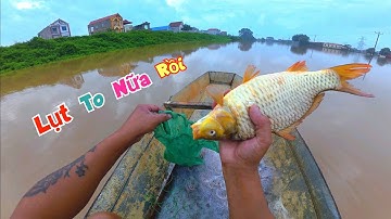 Lụt Nữa Rồi Xem Người Dân Thả Lưới Bắt Được Cá Chép Siêu To Khổng Lồ / Quế Nghịch