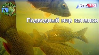 Подводный мир копанки. Подводные съемки. Октябрь 2016.