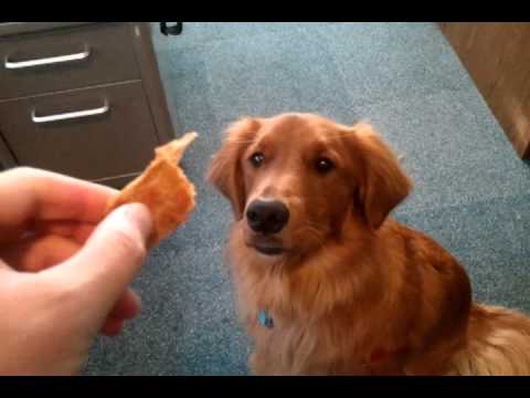 How Old Is The Dog That Cant Catch Food How Old Is The Dog That Cant Catch Food
