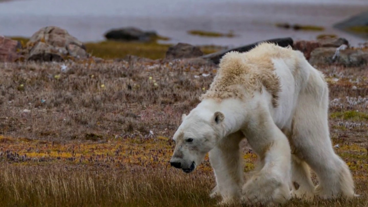video phone beyonce mp3 Polar bears are running out of food, global warming