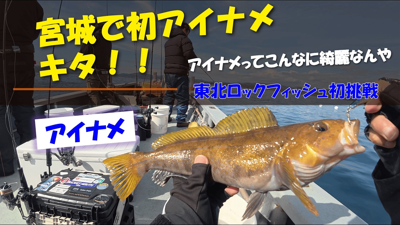 【東北遠征】初のアイナメキャッチ！可愛い顔してるねぇ