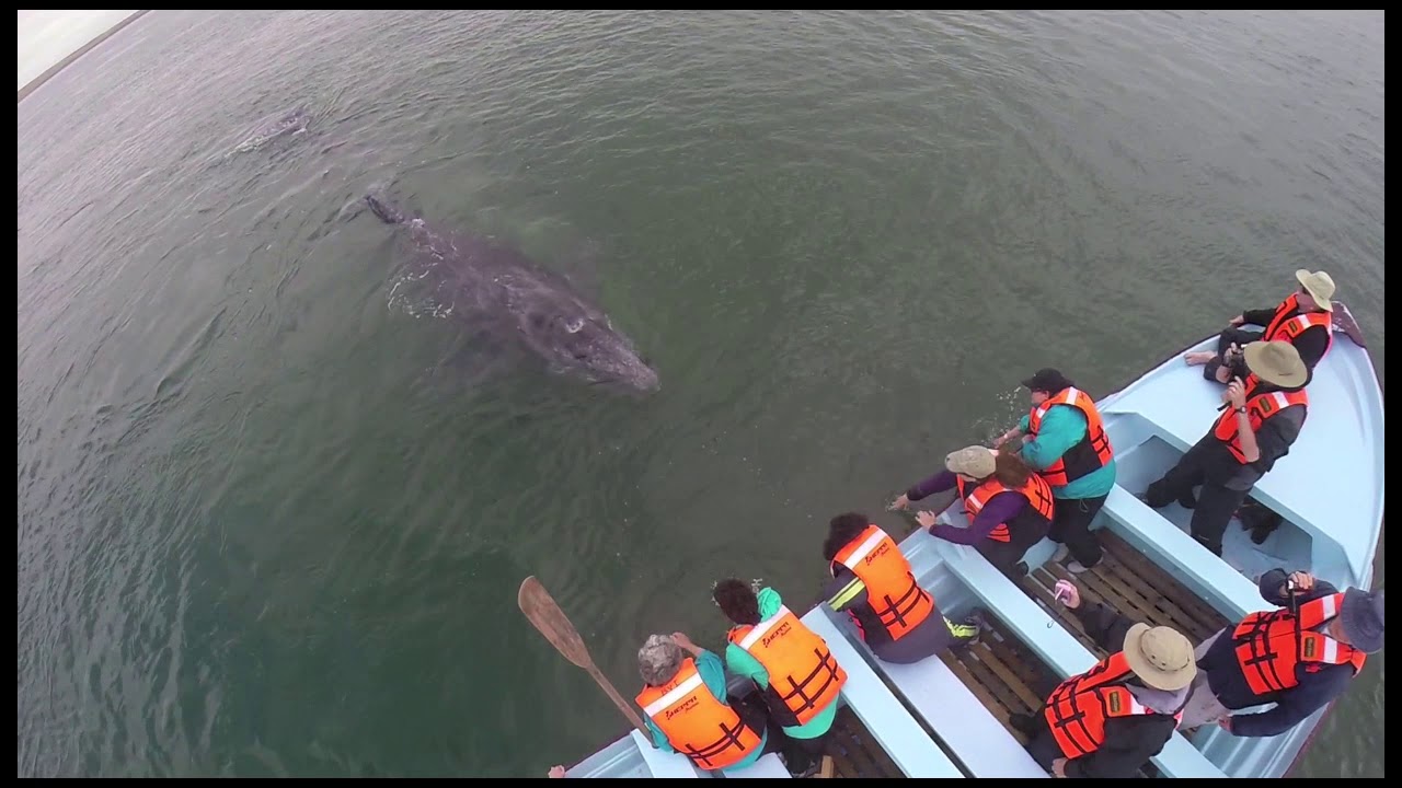 Whale Watching Baja California YouTube whale-watching-baja-california-youtube